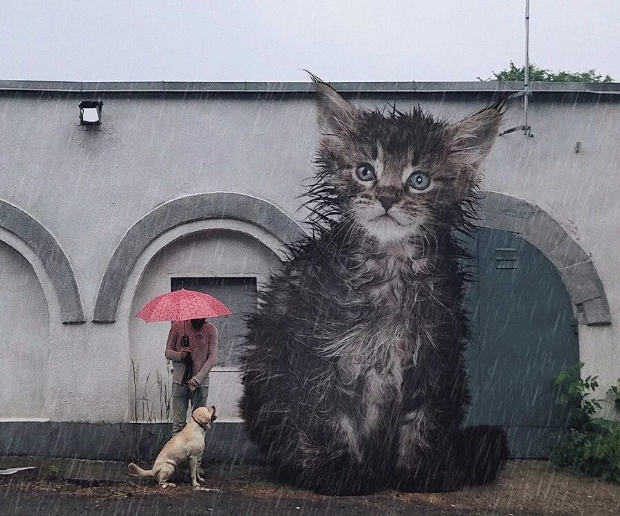 Кот гигант. Гигантские коты. огромный кот. исполинский кот. кот великан.