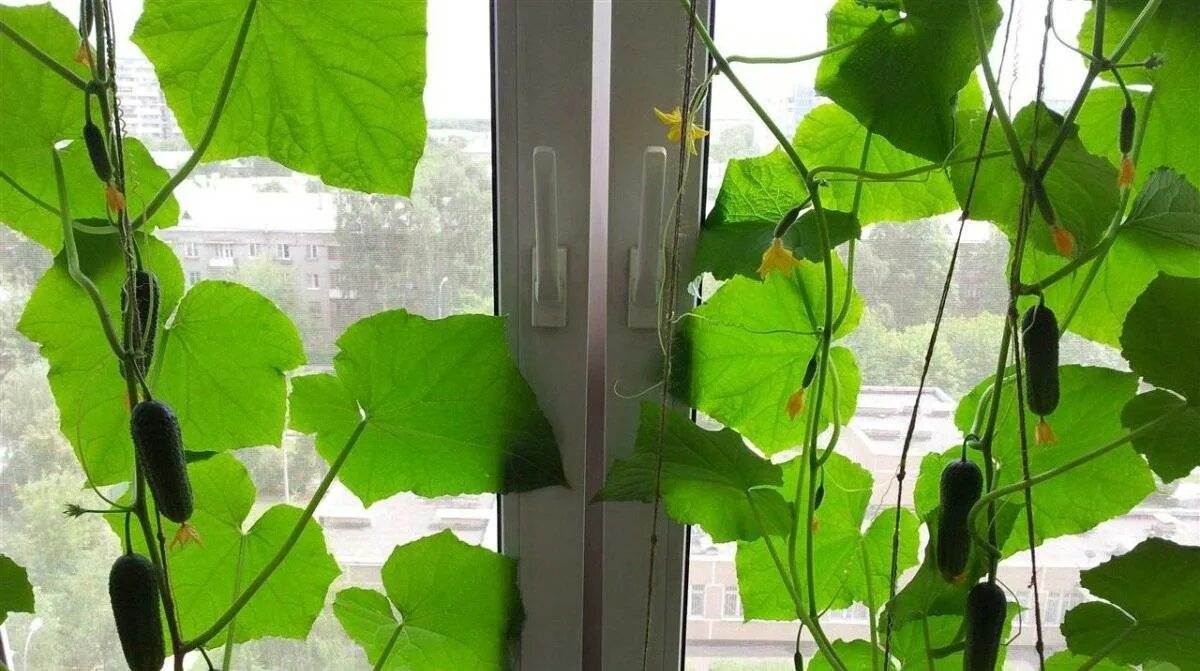 огурец младший лейтенант f1. семена огурцов «чудо на окошке f1». сорта огурцов для подоконника. огурец балконный манул. огурцы для балкона и подоконника сорта самоопыляемые.