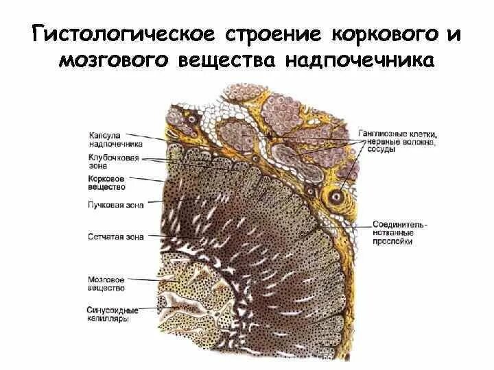 Гистология строение. Строение надпочечников гистология. строение коры надпочечников гистология. корковое вещество надпочечников гистология. надпочечная железа гистология препарат.