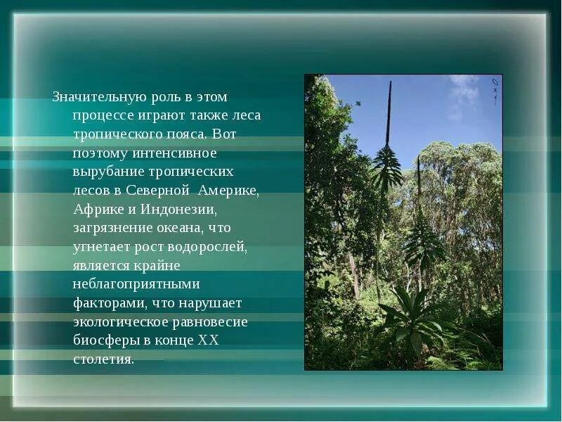 Тропический пояс. Значение тропических лесов. Роль леса в биосфере. Тропическая функция. Характеристика тропического леса