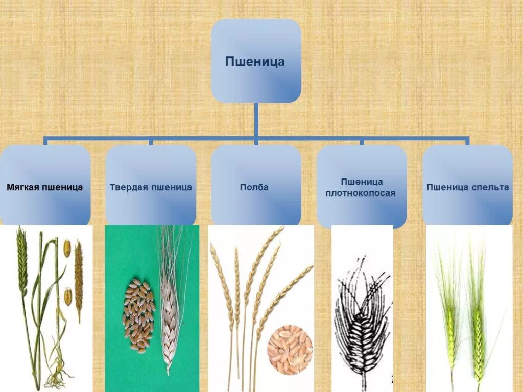 Подвиды пшеницы. Пшеница мягкая классификация. Мягкие сорта пшеницы. Систематика пшеницы мягкой. Какие виды пшеницы вы знаете