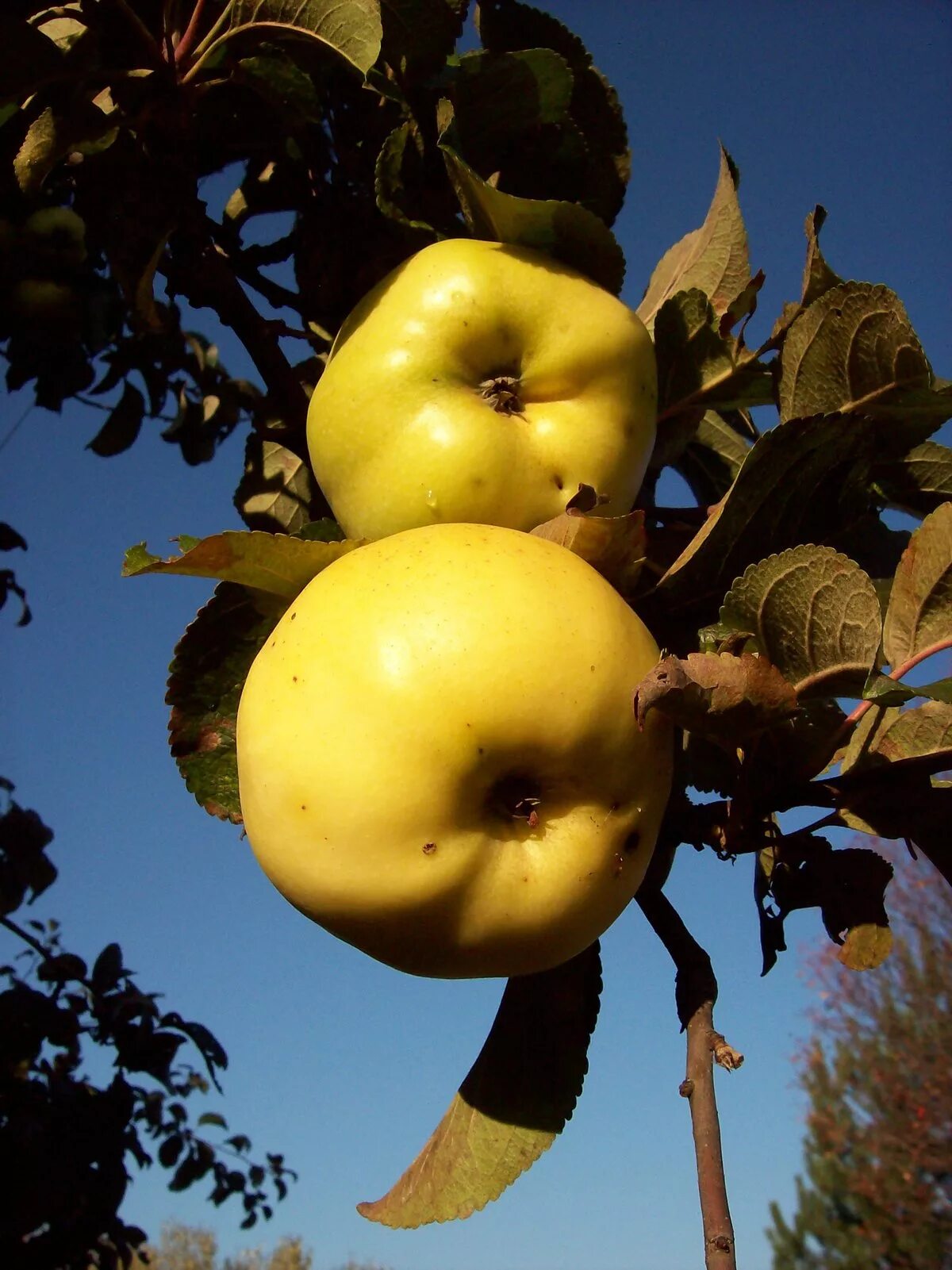 Сорт голден делишес. Яблоня антоновка золотая. Яблоки желтые в крапинку. Яблоня летняя папировка. Яблоня желтое сорта.