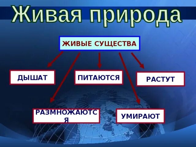 Время это живое существо. Живые существа дышат. животное живое существо схема. живые и неживые резервуары. растения дышат растут размножаются.