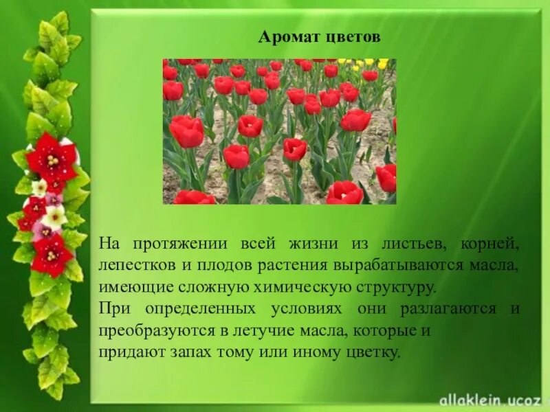 Для чего пахнут цветы. Почему пахнут цветы. Члячля чего пахнут цветы. Почему пахнут цветы проект. Для чего пахнут цветы 3 класс.