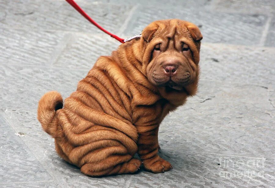 Искусственное вскармливание новорожденных щенков. Собака пьет молоко. Собака пьет молоко. Собака пьет молоко. Щенок пьет молоко.