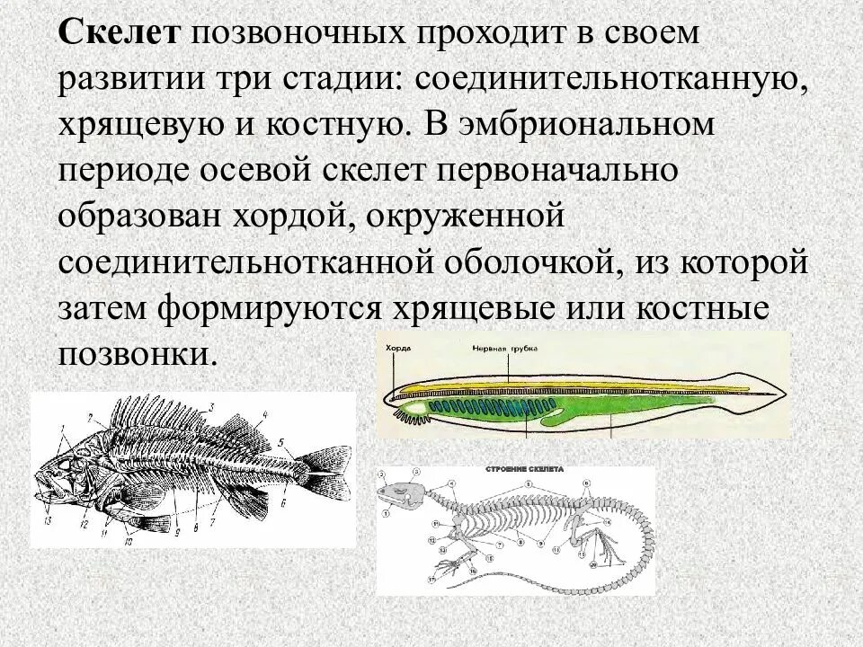 Укажите признаки хордовых животных. Осевой скелет позвоночных. осевой скелет хордовых. осевой скелет позвоночных хордовые. опорно двигательная система хрящевых рыб.
