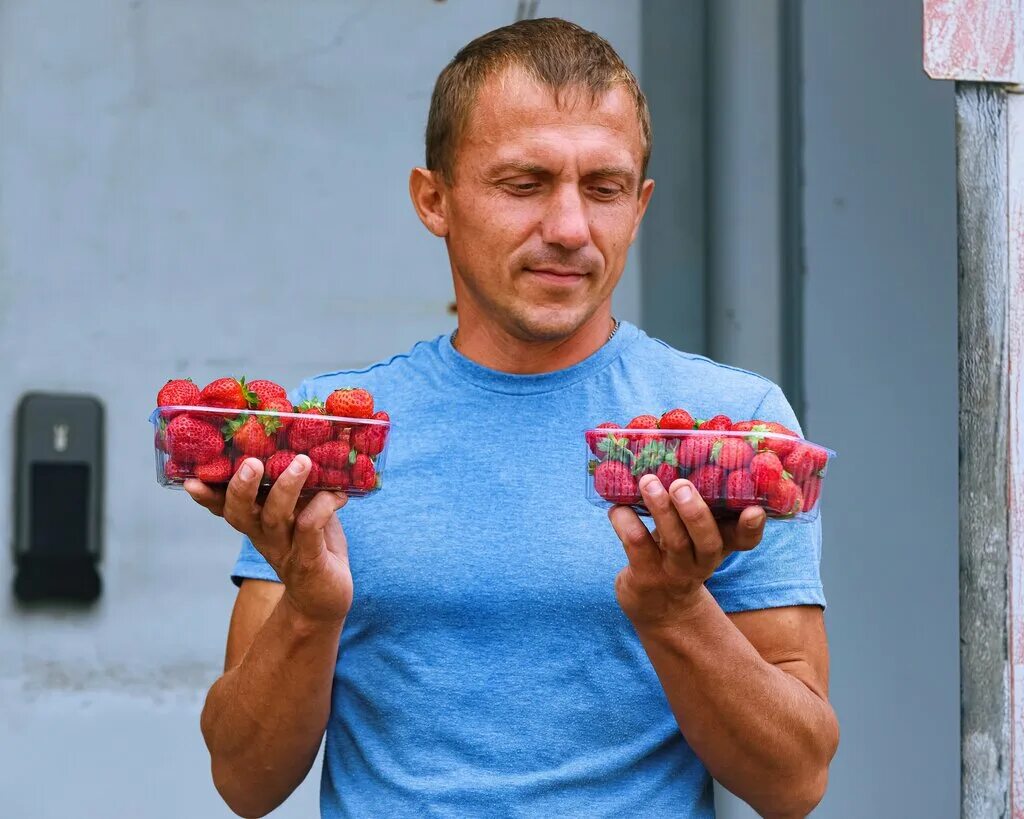 Питомник земляника Волгоград. Питомник земляники. Рассадник для клубники. Каменский питомник