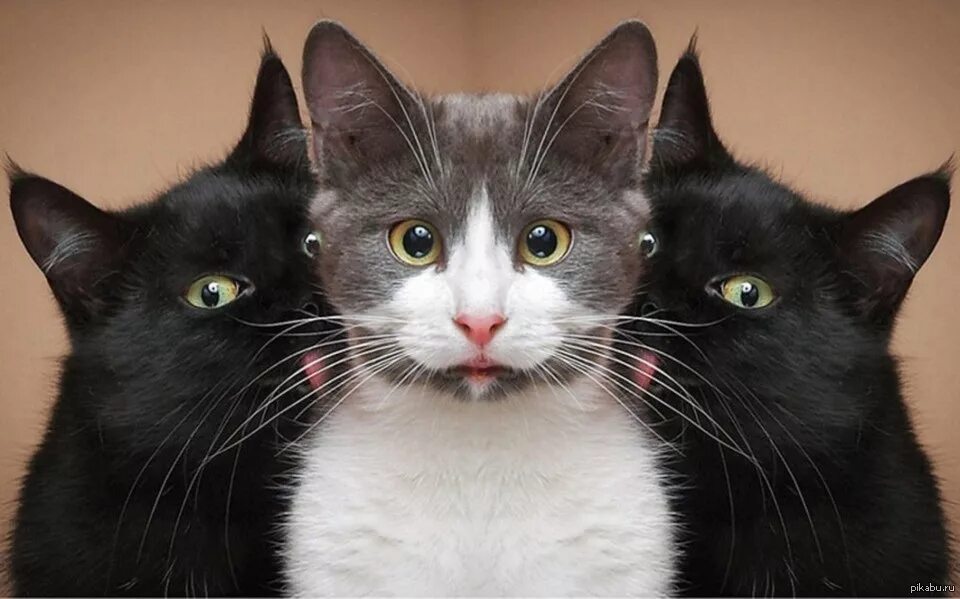 Симметричные животные. Симметричная кошка. Зеркальная симметрия кот. Шикарные коты. Симметричный кот.