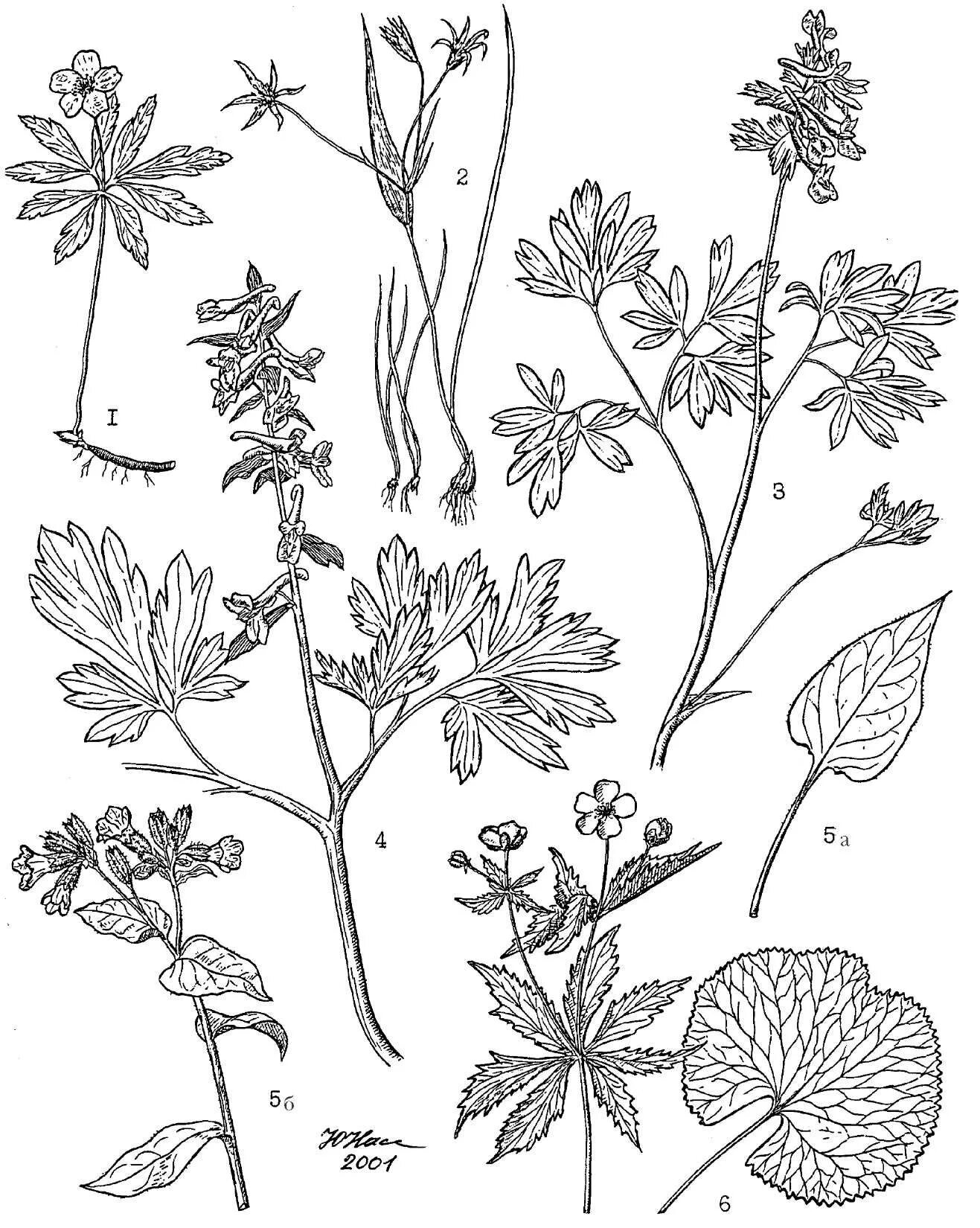 Травянистое растение 3 буквы. Травянистые растения. Рисунки растений. Схематичный рисунок растения. Лекарственные растения Графика.