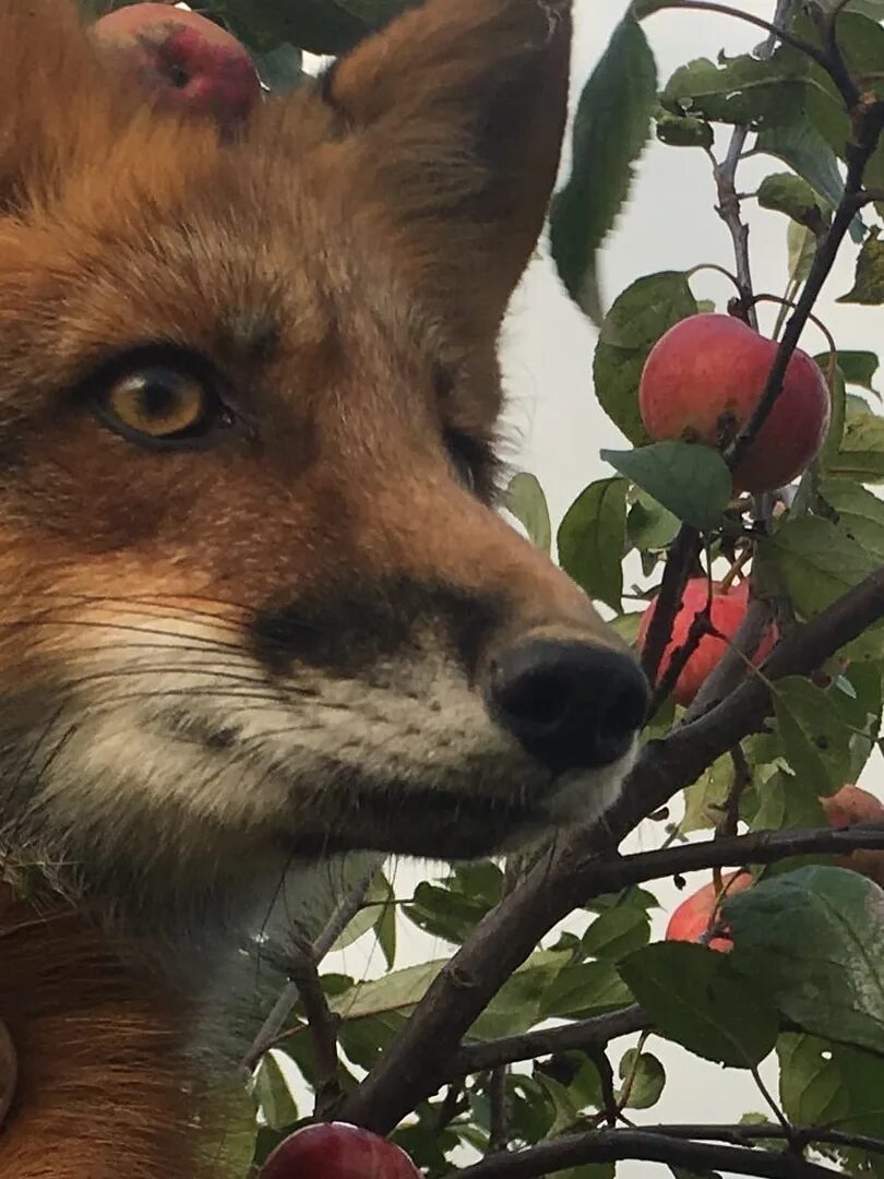 Apple fox. Лиса ест ягоды. Питание лисы. Лиса кушает. Лиса и яблоко.