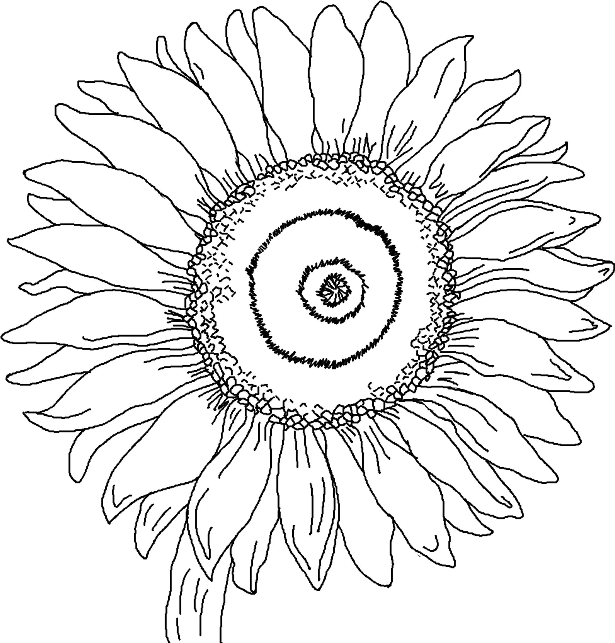 Раскраска подсолнухи для детей распечатать in 2022 Sunflower coloring pages, Flower coloring pages,