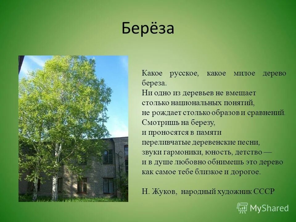 Самое низкое дерево береза. Береза дерево. Берёза милое русское. Русская берёза ни одно из деревьев не вмещает. Берёза милое русское дерево.