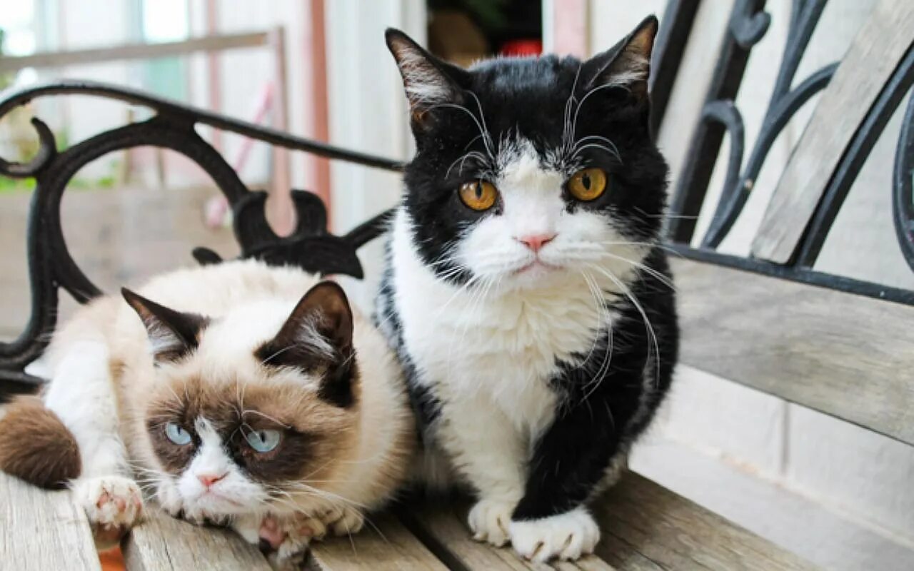 Популярный кот видео. Превью котики. Двуликая кошка венера. Кот grumpy. Смешные морды кошек.