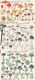 Collecting mushrooms
