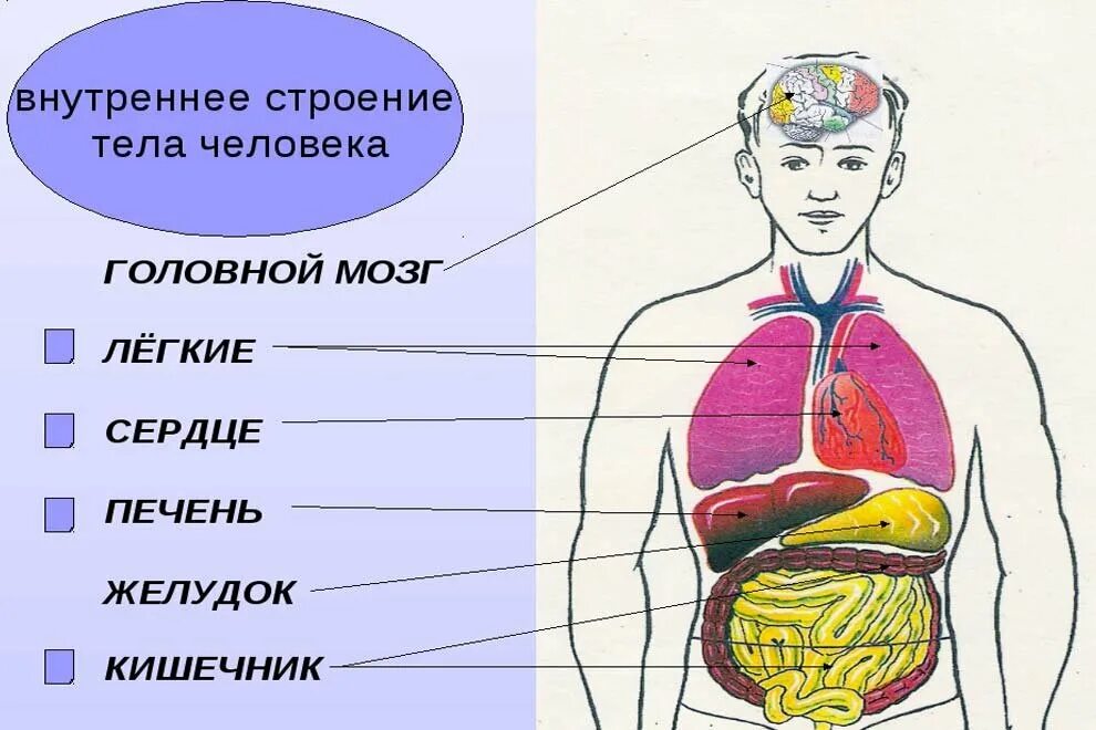 Организм человека и сам человек. Строение человека внутренние органы спереди. Схема внутреннее строение организма. Рисунок расположения внутренних органов человека. Анатомическое строение человека в картинках внутренних органов.