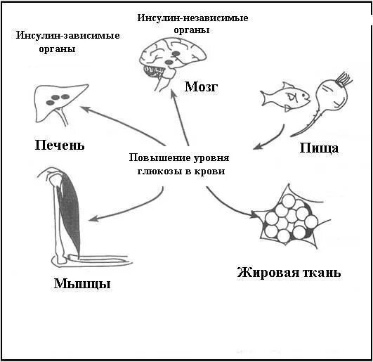 Инсулин чувствительные. Инсулинозависимые ткани. Препараты для повышение чувствительности к инсулину. Глюкокортикоиды повышают чувствительность тканей к инсулину. Инсулин-зависимые и инсулин-независимые ткани.