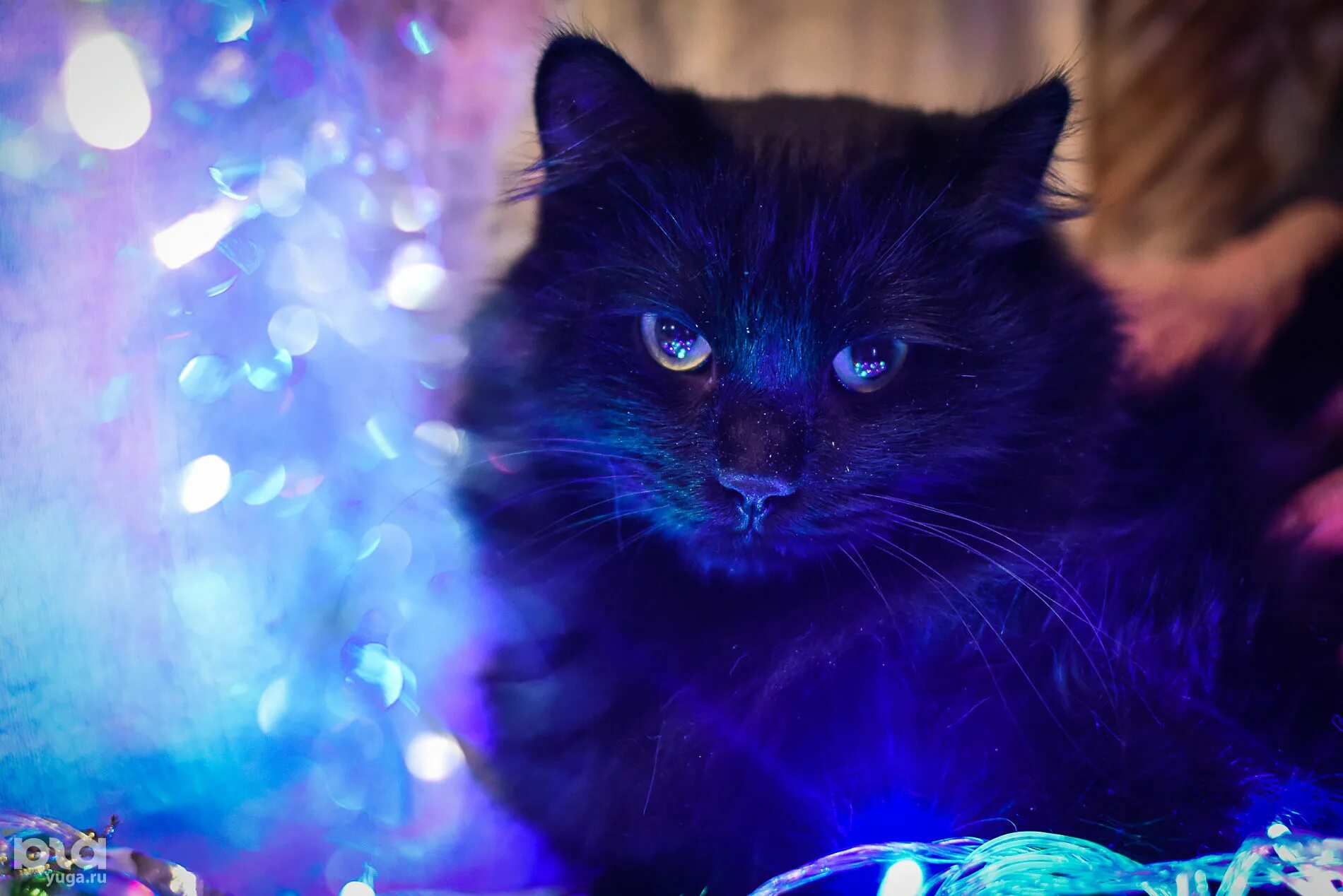 Кот нэп фиолетовый. Котик новогодний синие тона.
