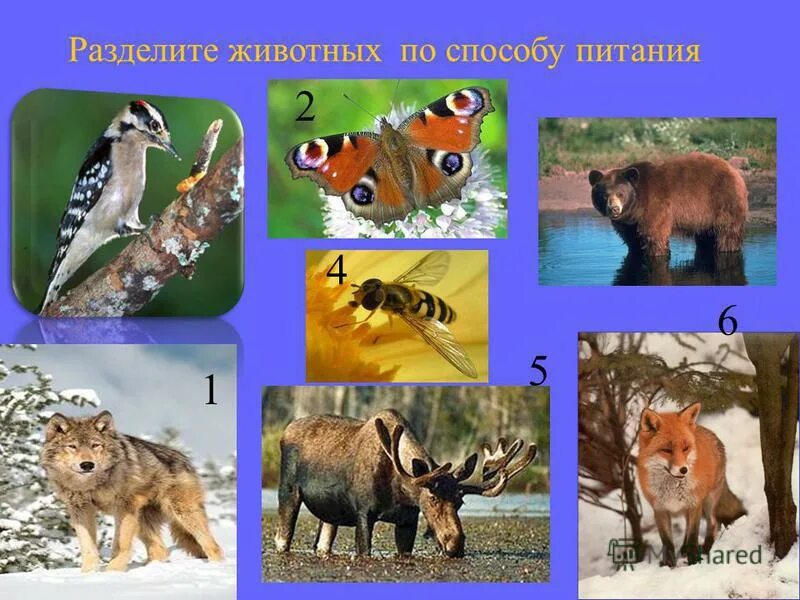 Какое животное не занесено в красную книгу. Растения и животные занесенные в красную книгу. Животные и растения красной книги. Животные из красной книги беларуси. Животные занесенные в красную книгу.