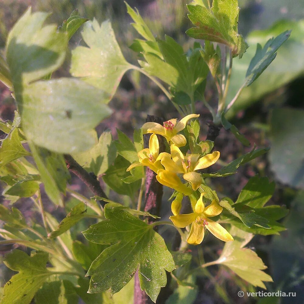 Текст весной неистово пылает золотистая смородина. Смородина золотистая (ribes Aureum). Смородина золотистая ribes Aureum кустарник. Смородина золотистая Левушка. 78. Смородина золотистая - ribes Aureum.