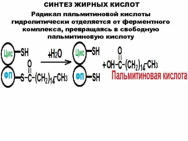 Кислотный радикал. Синтез жирных кислот биохимия. Радикал пальмитиновой кислоты. Синтез пальмитиновой кислоты. Полиферментные комплекс синтеза жирных кислот.