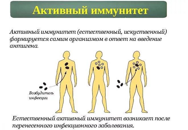 Активный и пассивный приобретенный иммунитет. Искусственный иммунитет активный и пассивный. Пассивный приобретенный иммунитет. Искусственный активный иммунитет формируется. Естественный иммунитет особенности