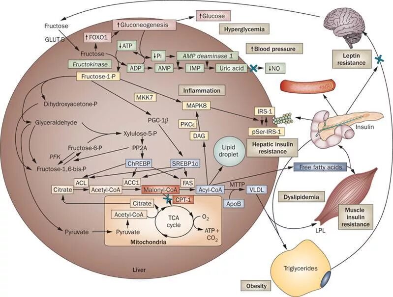Метаболизм фруктозы в печени. Метаболизм фруктозы в организме. Метаболизм фруктозы в организме человека. Метаболизм фруктозы в мышцах. Обмен фруктозы
