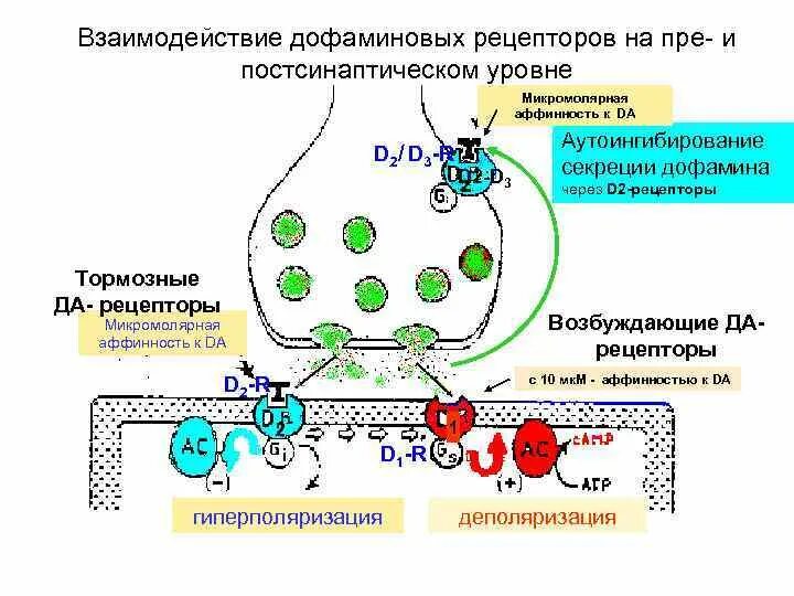 Стимуляторы дофаминовых рецепторов. D2 дофаминовые рецепторы. Блокатор дофаминовых д2 рецепторов. Дофаминовые рецепторы механизм действия. Д2 рецепторы дофамина.