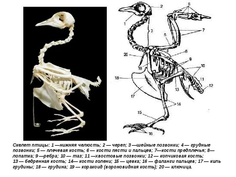 Птицы плечевая кость скелет. Скелет птицы маленькой спереди. Лопатка птицы скелет. Тип скелета у птиц.