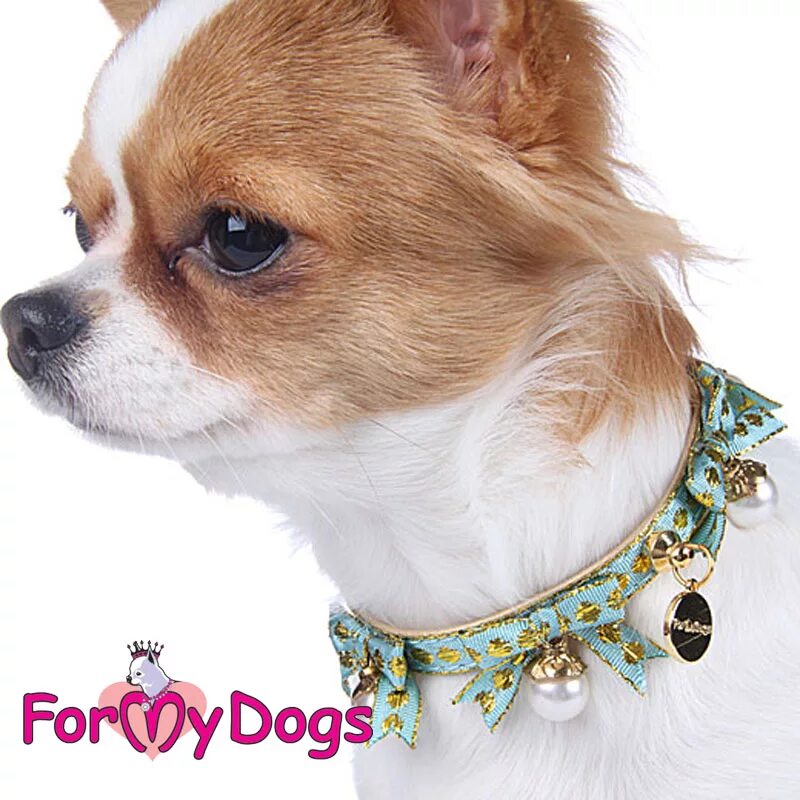 Собачек шей. Собачек шей. Ошейник для маленьких собак. Королевский йоркширский терьер. Корги и папильон.