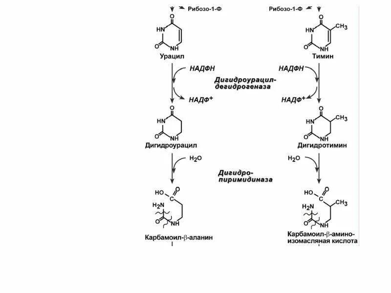 Распад пиримидиновых. Урацил дигидроурацил. Схема катаболизма урацила. Распад пиримидиновых нуклеотидов. Катаболизм пиримидиновых нуклеотидов.