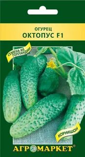 Сорта огурцов для беларуси