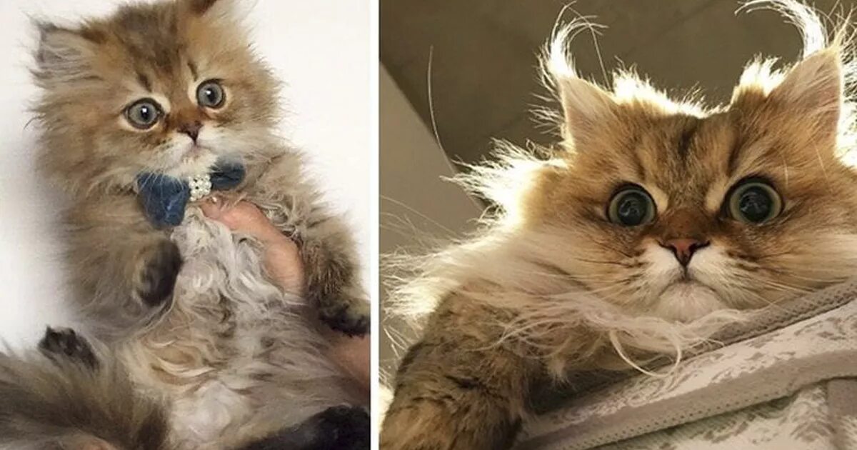 Подросший котенок. Котенок вырос. кот растет. нерастущий котенок. котенок до и после вырос.