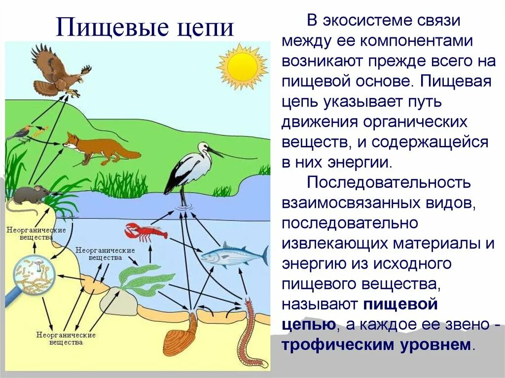 Тест по теме экосистема. Структура экосистемы пищевые связи консументы. Пищевые цепи экосистемы. Трофическая связь в экосистеме структура. Пищевые связи круговорот веществ.