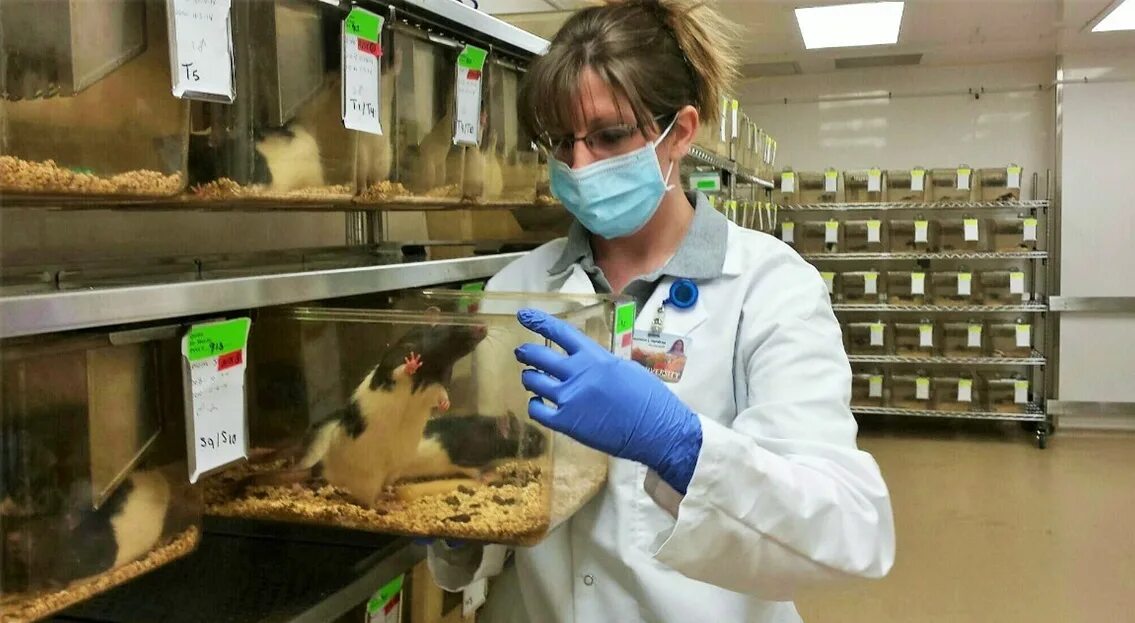Виварий для лабораторных животных. Animal laboratory. Animal laboratory. Исследования на мышах. Вселенная 25 мышиный рай.