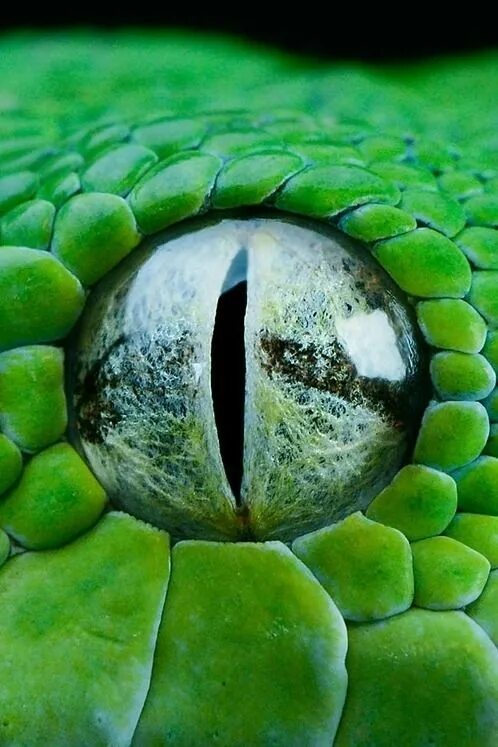 Download wallpaper 1680x1050 snake, boa, reptile, eyes widescreen 16:10 hd backg