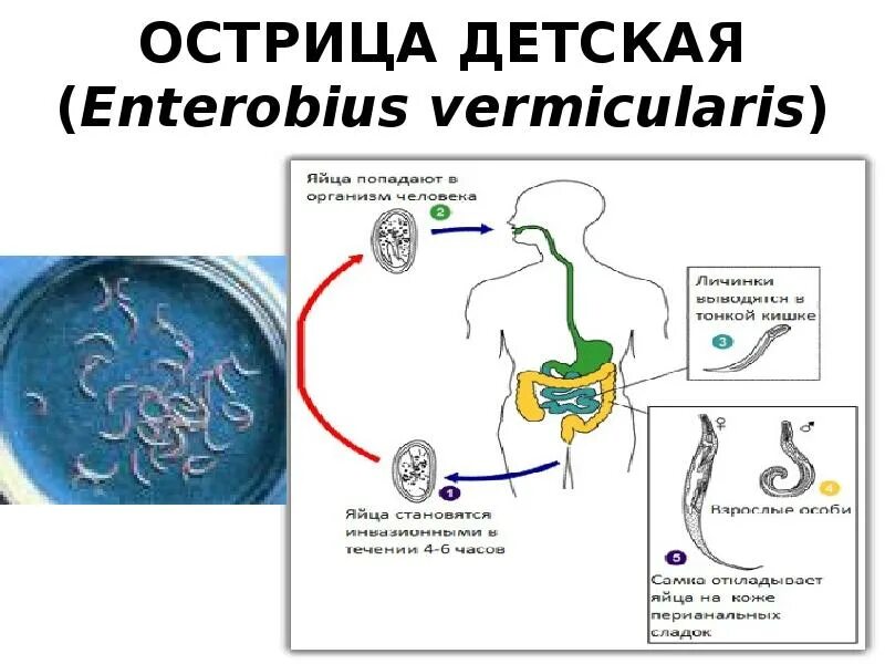 Аскарида человеческая основной и промежуточный хозяин. Острицы жизненный цикл паразита. Черви паразиты Острица. Острица кишечная (Enterobius vermicularis) жизненный цикл. Острица детская Enterobius vermicularis.
