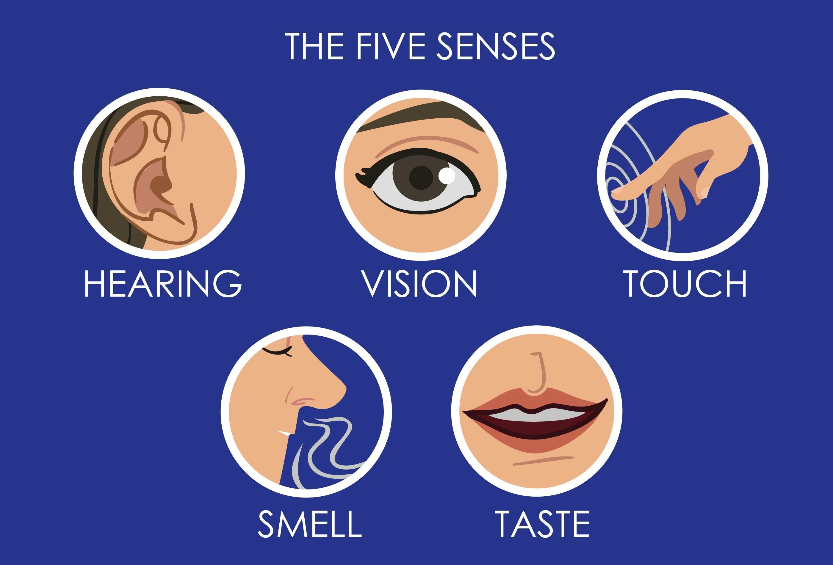 Слух 6 букв. Five senses. Органы чувств. 5 Human senses. Изображение пяти чувств.