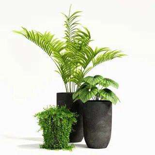 Зеленые цветы в горшках