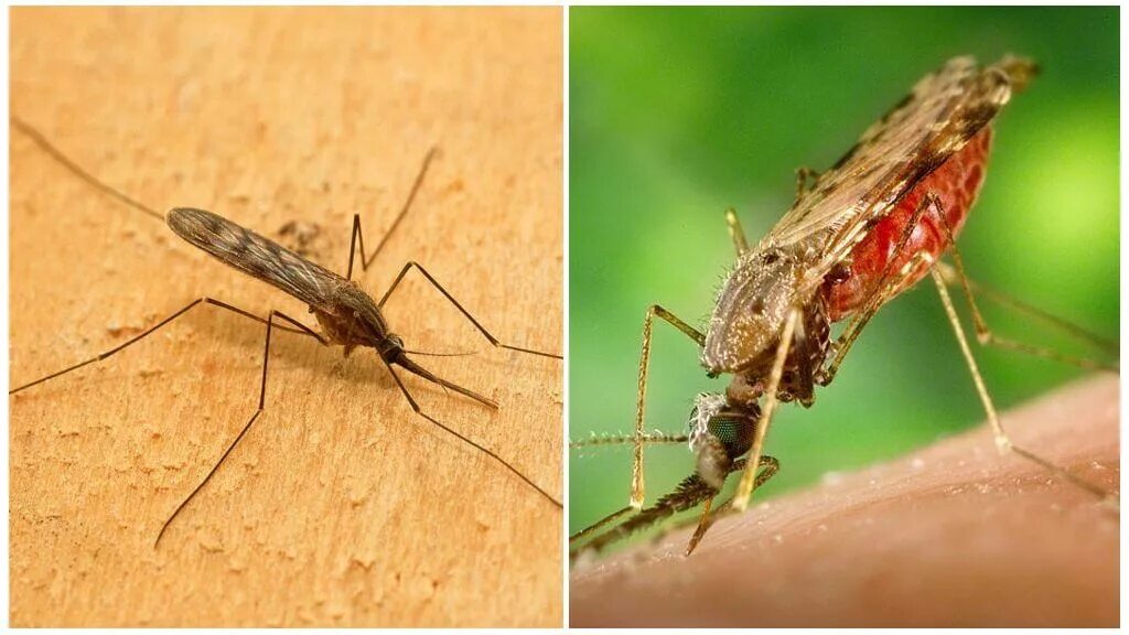 Малярия укусы комаров. Малярийный комар ядовитый. Малярийный комар кусается. Малярийный комар анофелес.