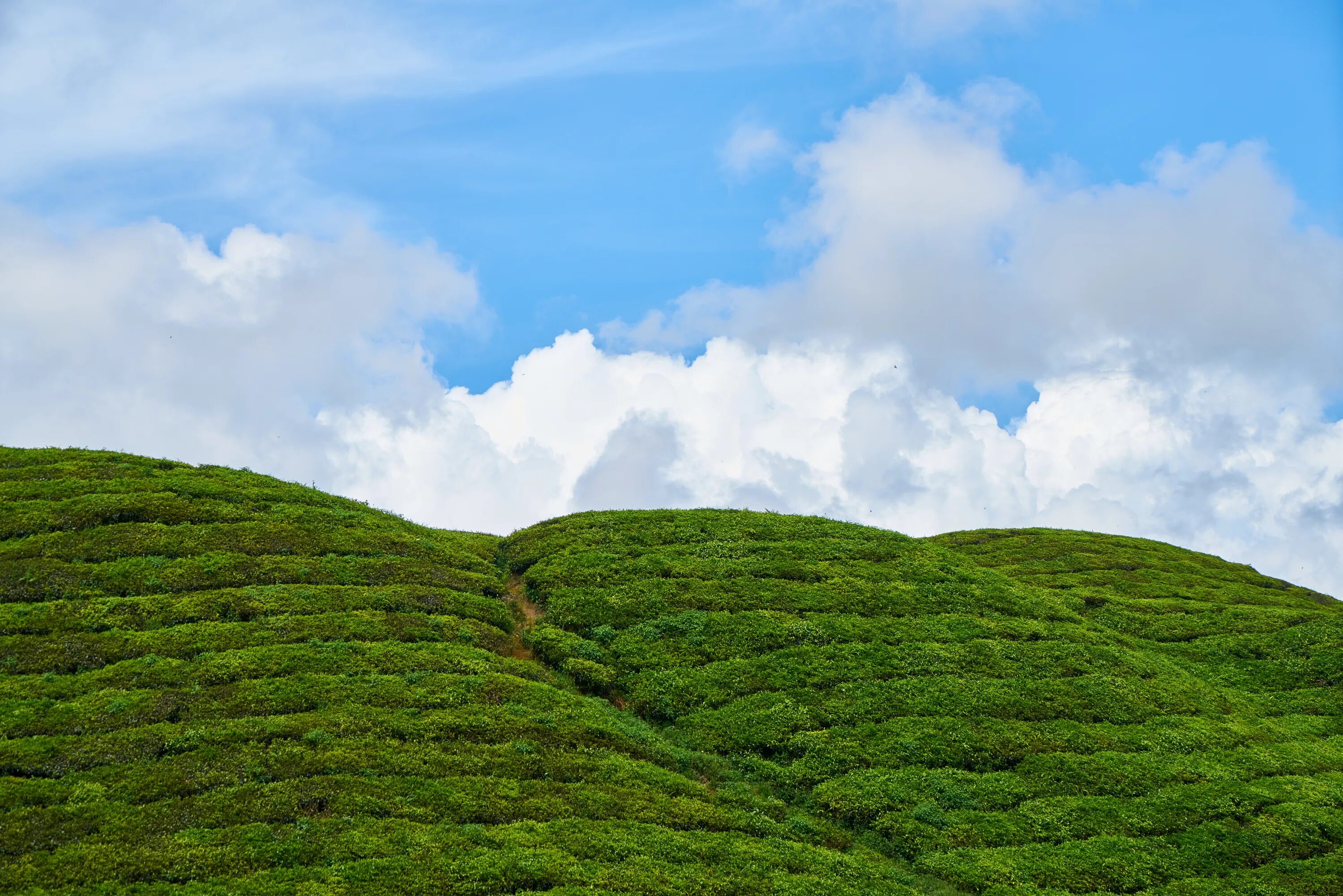 Окружающее холм. Зеленые облака. Зеленое небо естественное. Чайные холмы. Холм пушистый.