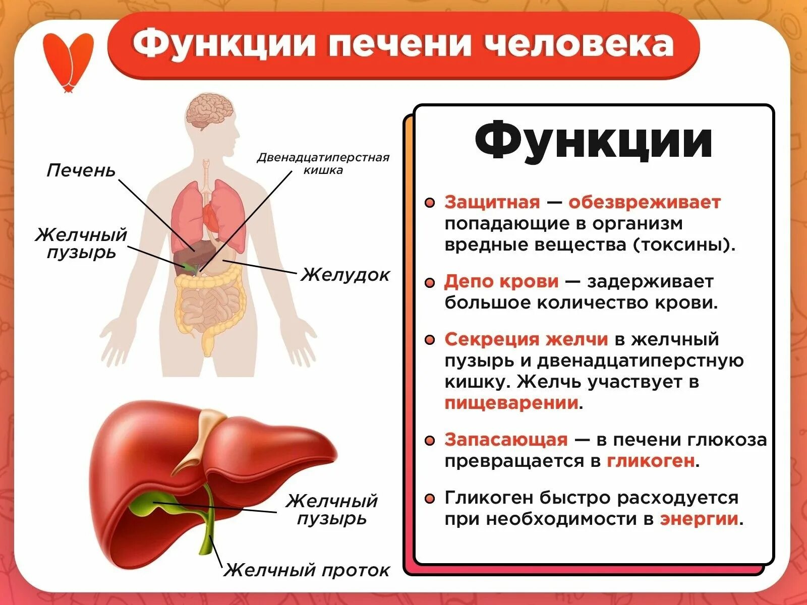 Работа печень человека. Функции печени. Функции печени человека. Сколько функций у печени. Функции печени у взрослого человека.