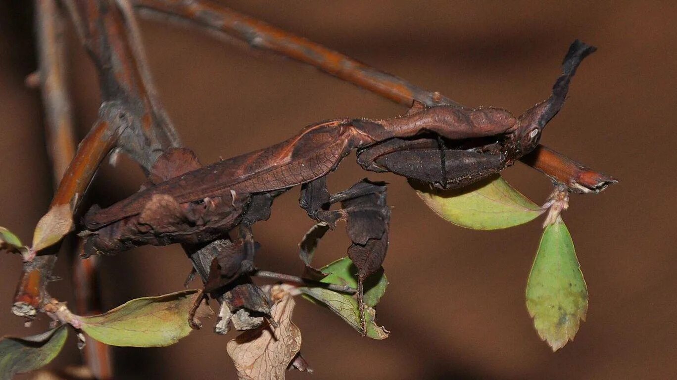 Богомол призрак. Богомол Phyllocrania paradoxa. Богомол-призрак (Phyllocrania paradoxa). Богомол Deroplatys lobata. Малазийский листовидный богомол маскировка.