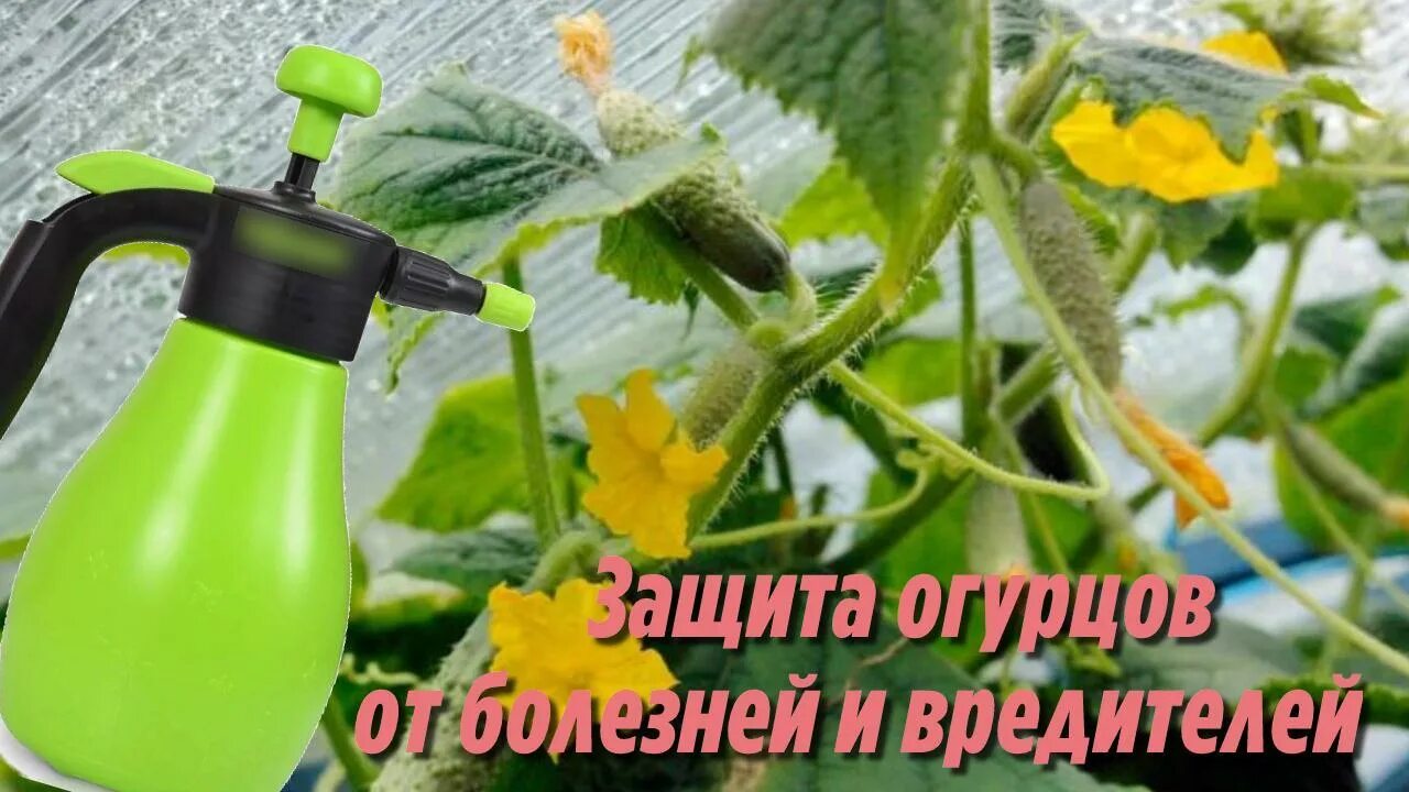 Обработка огурцов сывороткой и йодом в открытом. Обработка огурцов. обработать огурцы от болезней. обработка огурцов молоком с йодом. препарат для обработки огурцов.