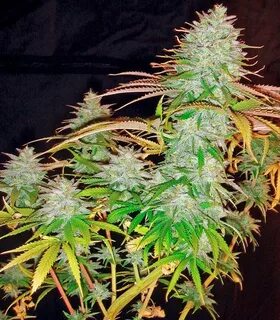 Pure plant