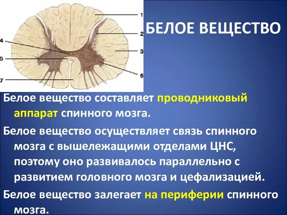 Строение мозга серое и белое вещество. Белое вещество спинного мозга и его строение. Строение белого вещества спинного мозга. Борозды спинного мозга анатомия. Образование спинного мозга анатомия.