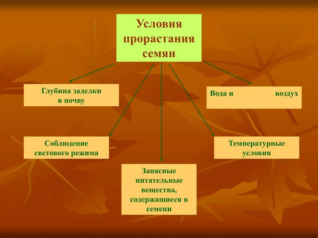 Записать условия прорастания семян