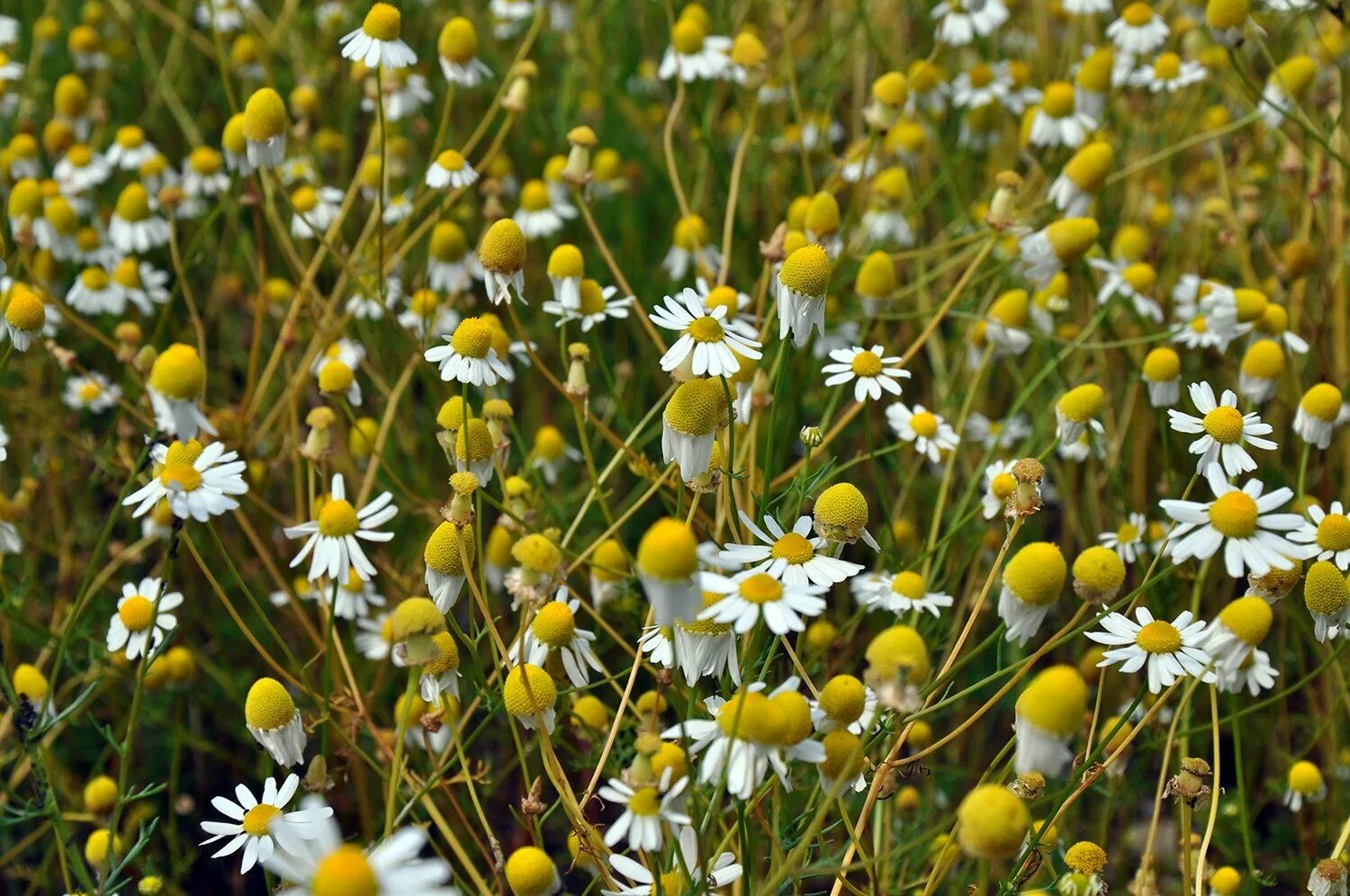 Ромашка лекарственная тип питания. Matricaria Chamomilla. Matricaria recutita. Chamomilla recutita. Ромашка аптечная (Matricaria Chamomilla) чай.