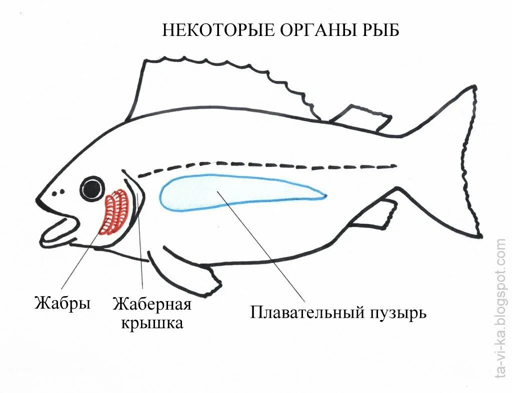 Плавательный пузырь у костных рыб является. Функции плавательного пузыря у костных рыб. Строение плавательного пузыря у рыб. Плавательный пузырь у костных рыб является. Строение плавательного пузыря у рыб.