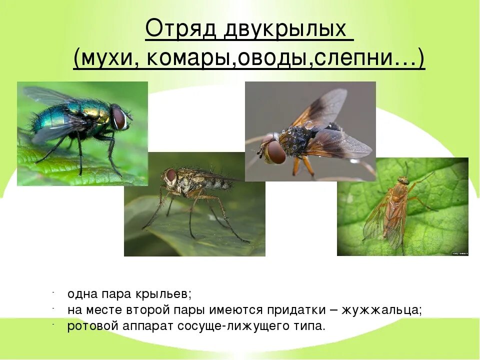 Двукрылые мухи. Отряд Двукрылые комары. Отряд насекомых Двукрылые представители. 2. Двукрылые.