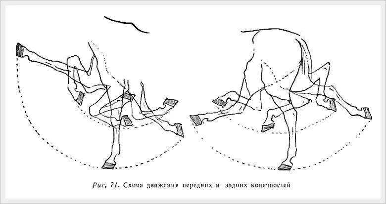 Передвижение лошади. Галоп лошади схема. Фазы движения лошади. Схема движения лошади на галопе. Фазы галопа лошади.